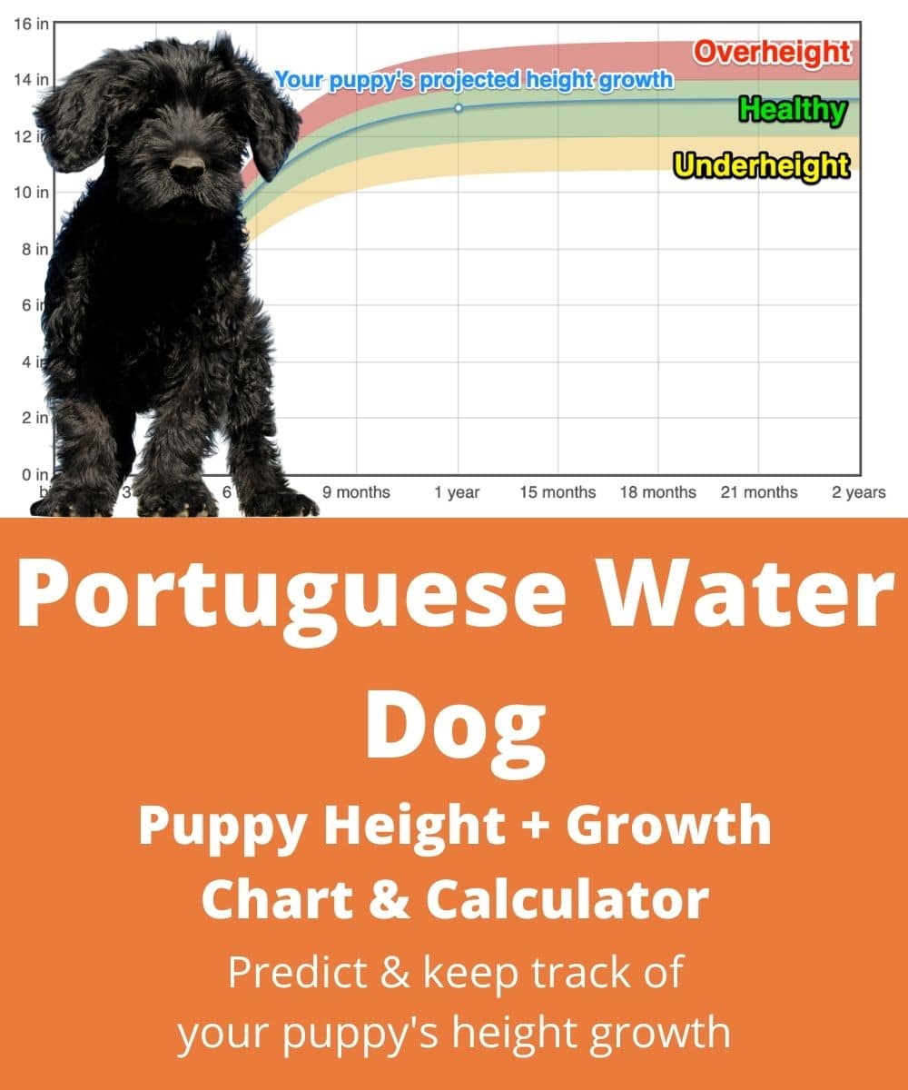 portuguese-water-dog Puppy height Growth Chart portuguese-water-dog Puppy height Growth Chart